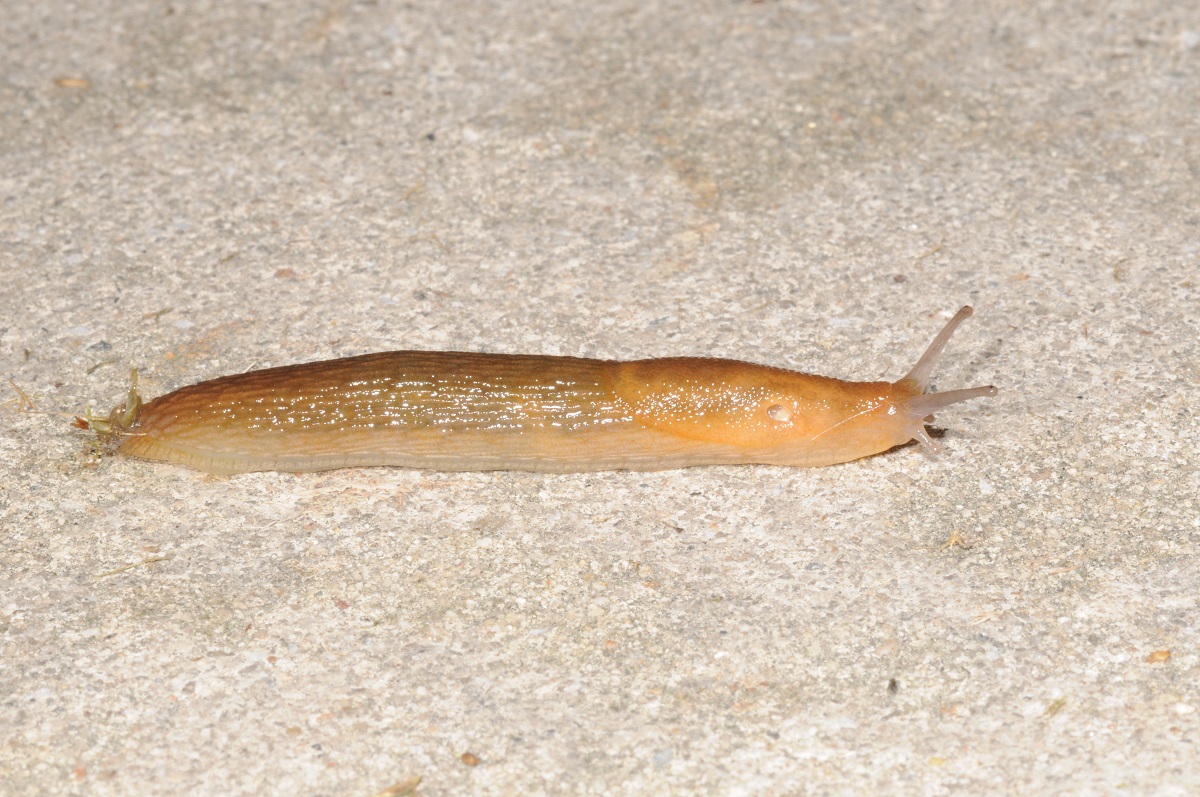 a slimy slug crawling on a concrete sidewalk.. 